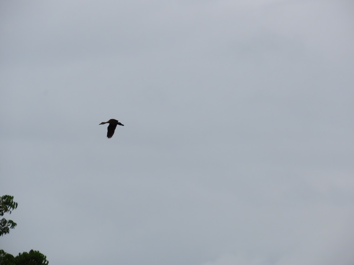 Lesser Whistling-Duck - ML622147936