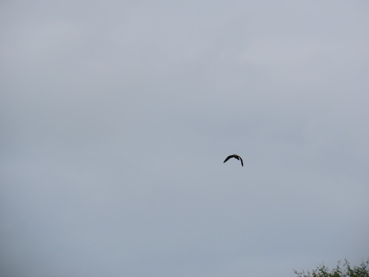 Lesser Whistling-Duck - ML622147937