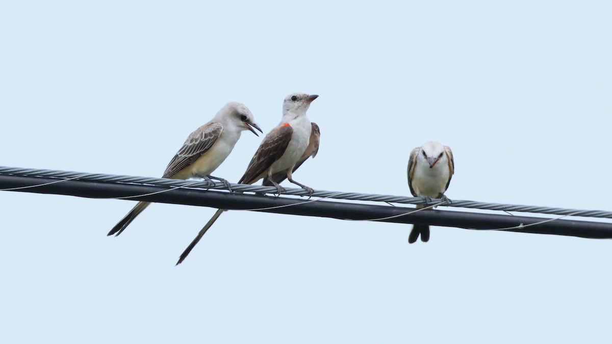 Scissor-tailed Flycatcher - Paul Gorday