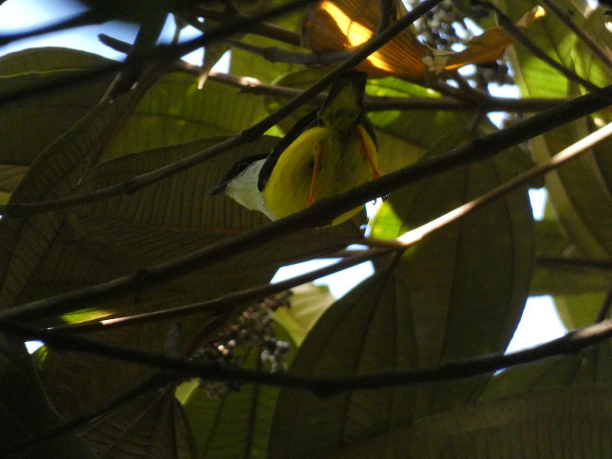 Manakin à col blanc - ML622147939