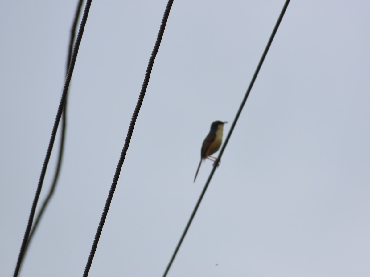 Prinia cendrée - ML622147940