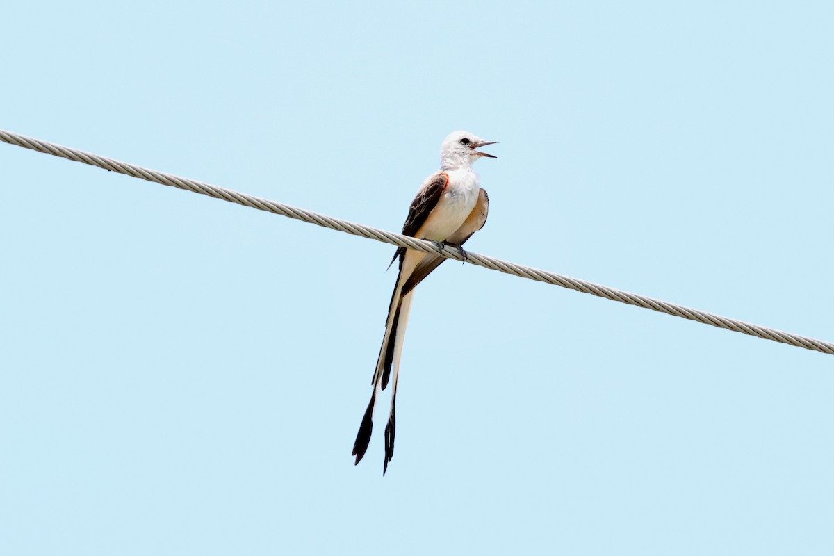 Scissor-tailed Flycatcher - Paul Gorday