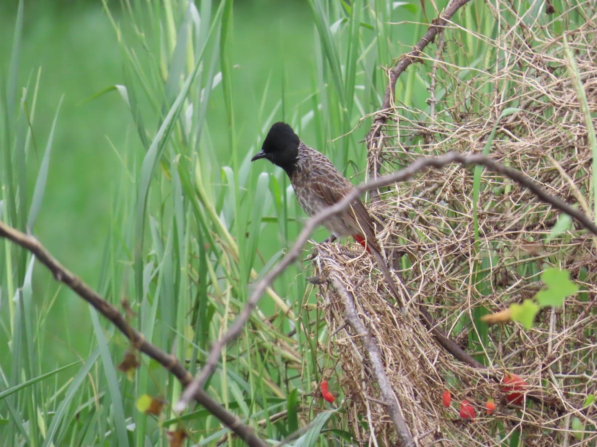 Red-vented Bulbul - ML622147944