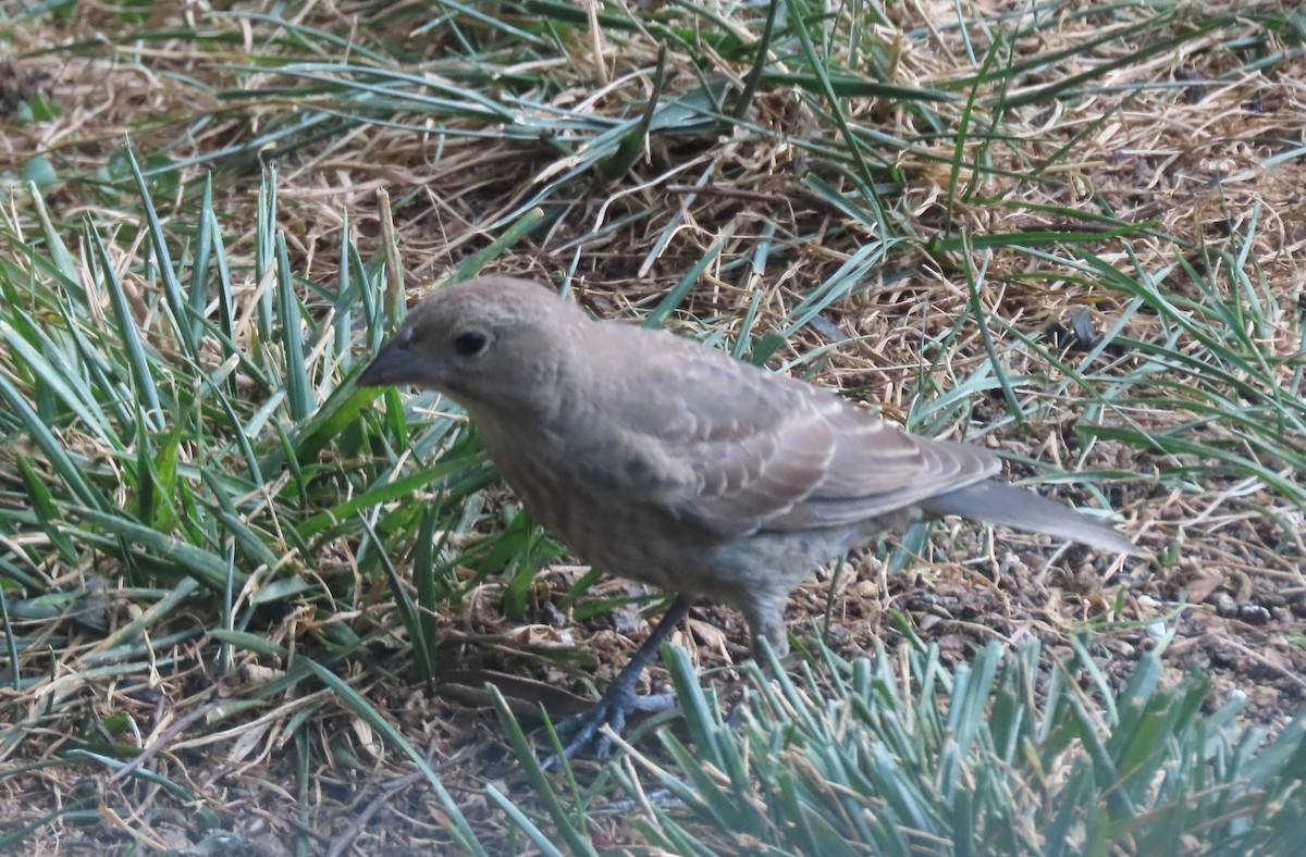 Brown-headed Cowbird - ML622147945