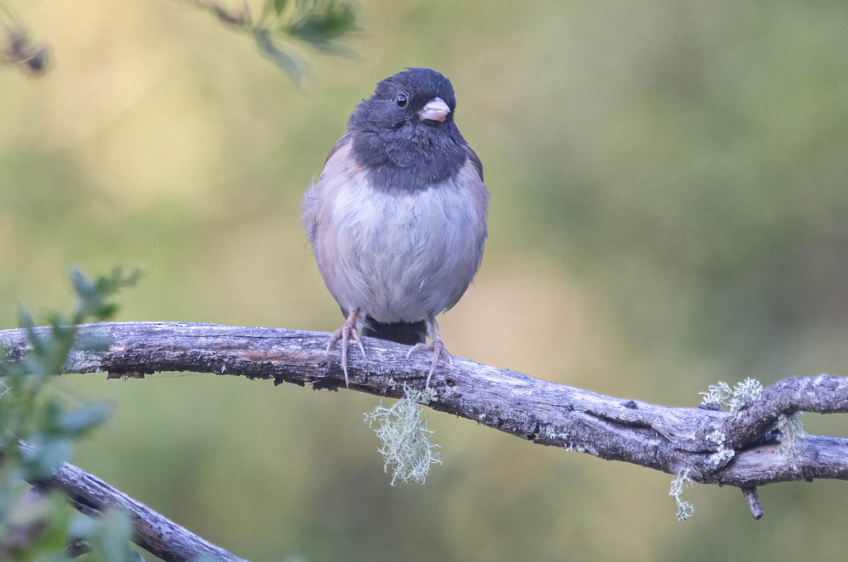 Junco ardoisé - ML622147955