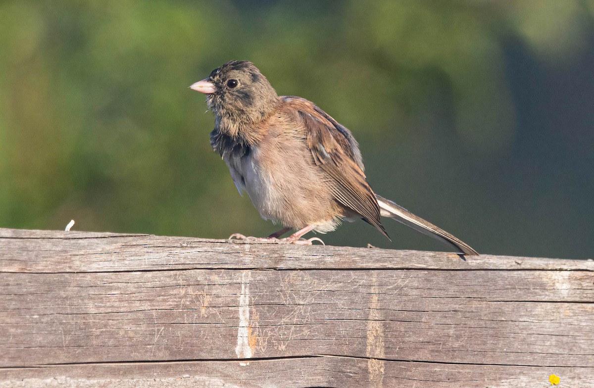 Junco ardoisé - ML622147956