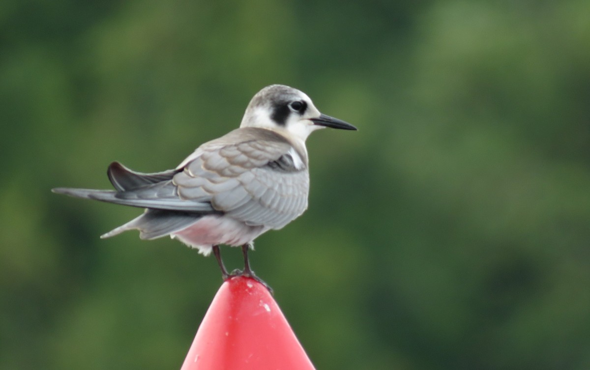 Black Tern - ML622147957