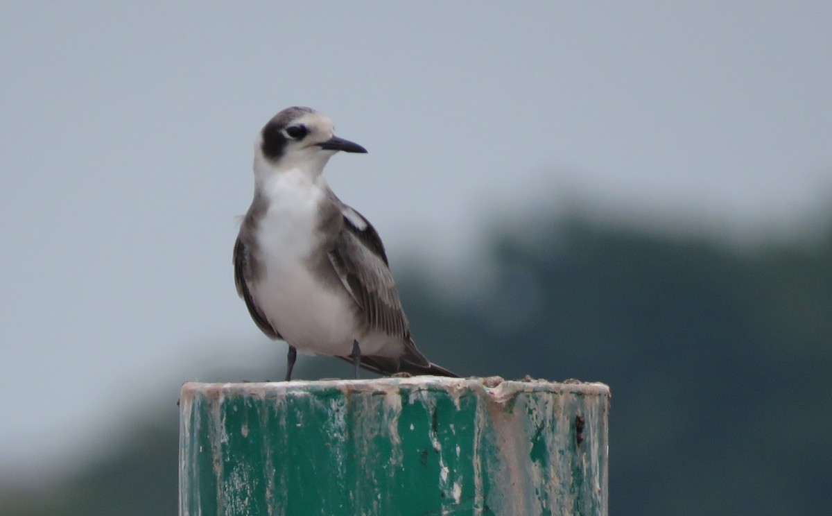 Black Tern - ML622147958