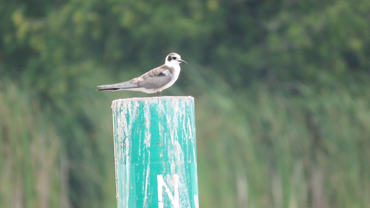 Black Tern - ML622147959