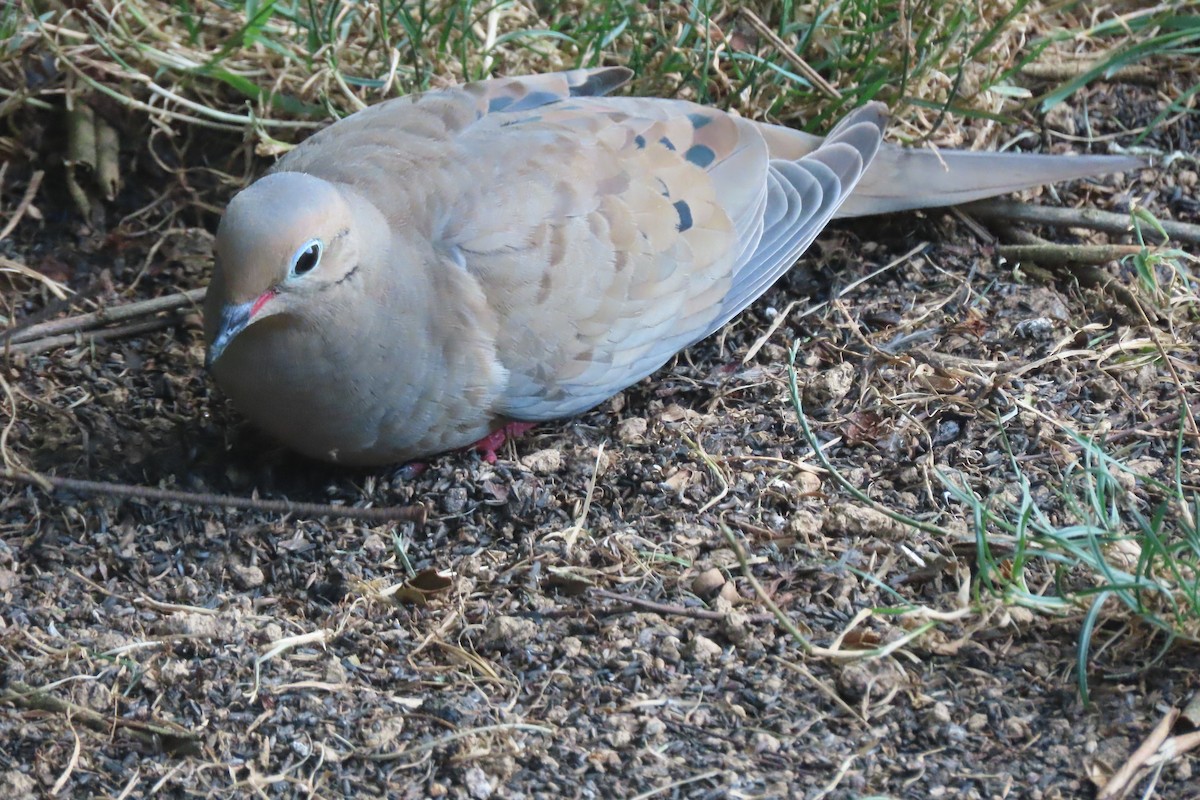 Mourning Dove - Anne Mytych