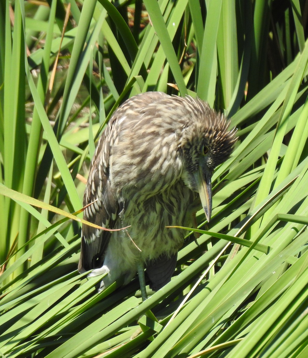 Black-crowned Night Heron - ML622147962