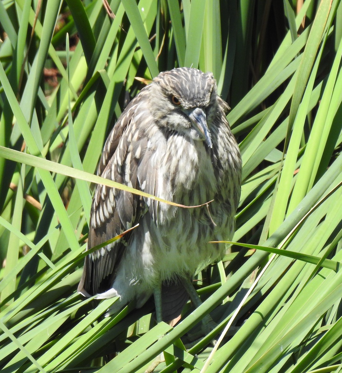 Black-crowned Night Heron - ML622147963