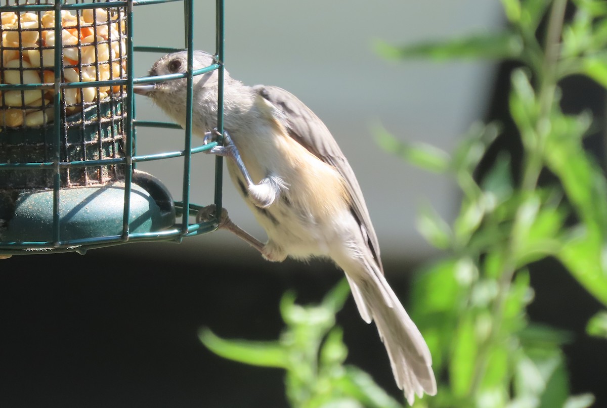 Tufted Titmouse - Anne Mytych