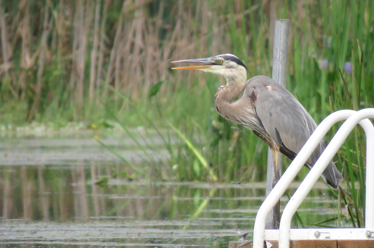 Great Blue Heron - Janet McCullough