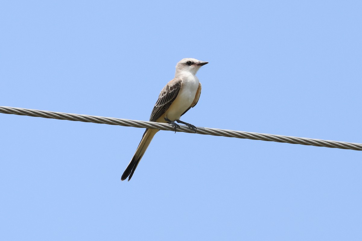 Scissor-tailed Flycatcher - ML622148025