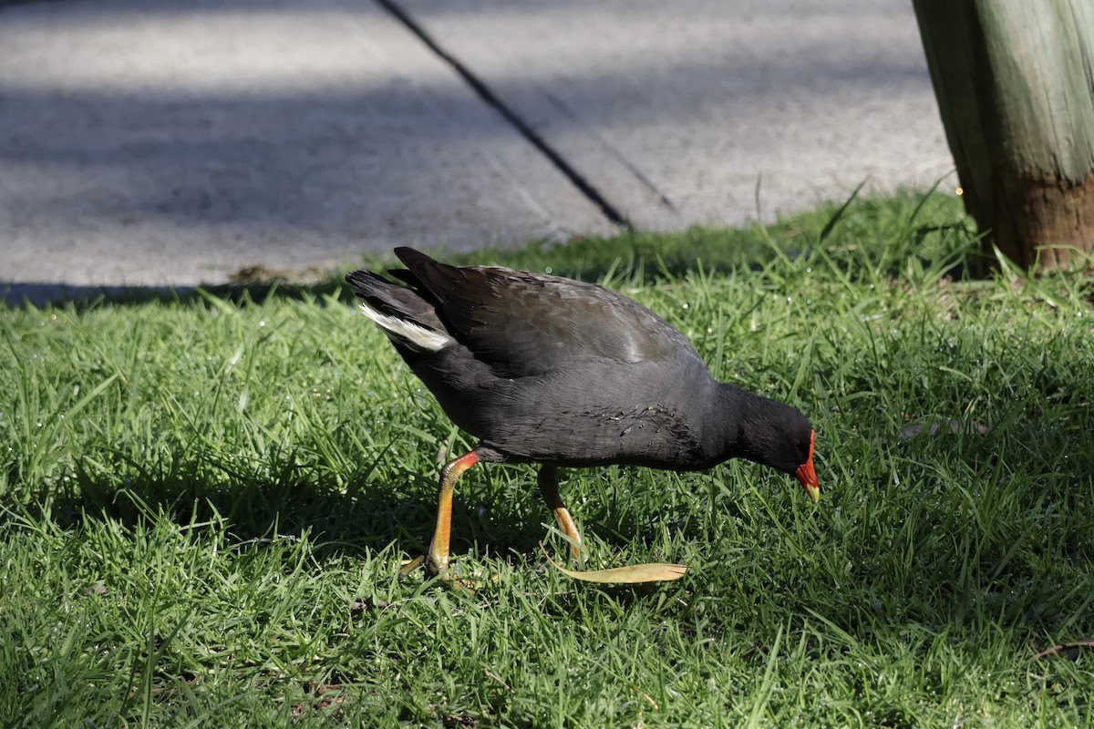 Dusky Moorhen - ML622148068