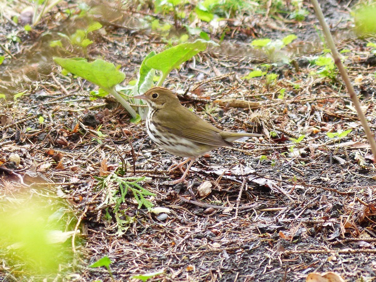 Ovenbird - ML622148073