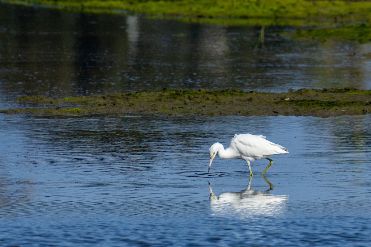 Little Blue Heron - ML622148079