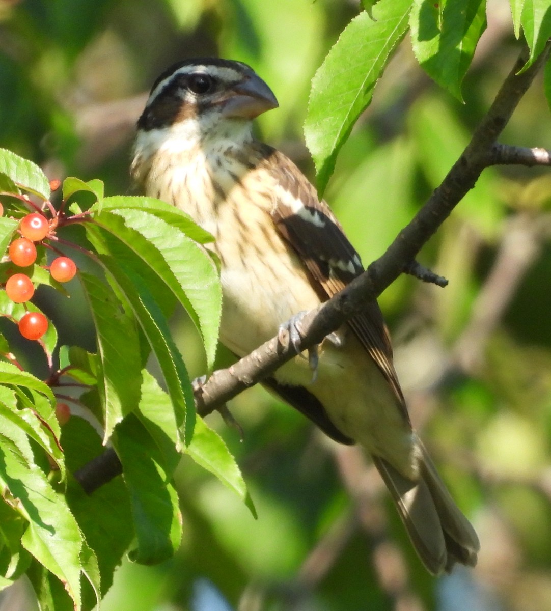 Rose-breasted Grosbeak - ML622148080