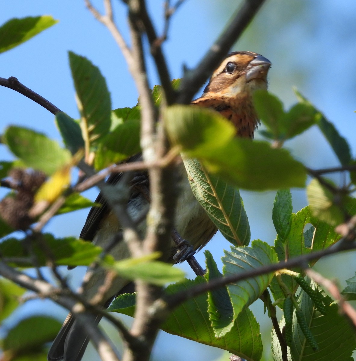 Rose-breasted Grosbeak - ML622148081