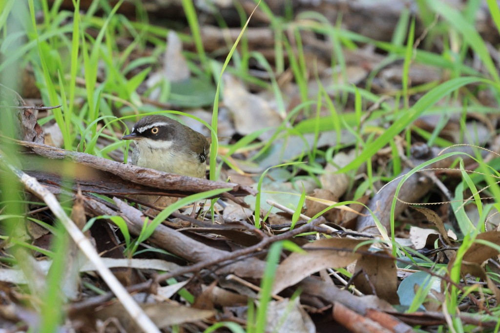 White-browed Scrubwren - Scott Burnett