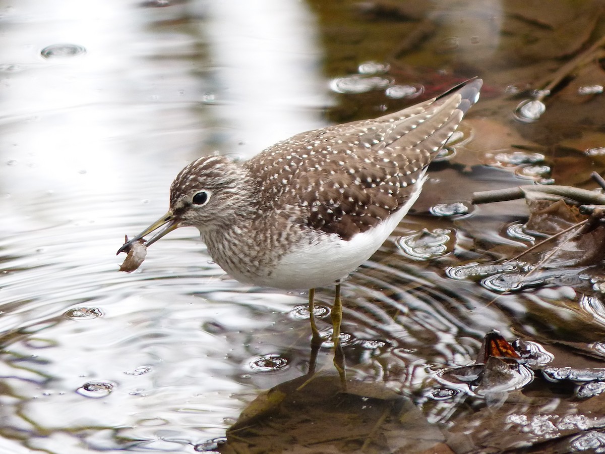 Solitary Sandpiper - Felix Eckley