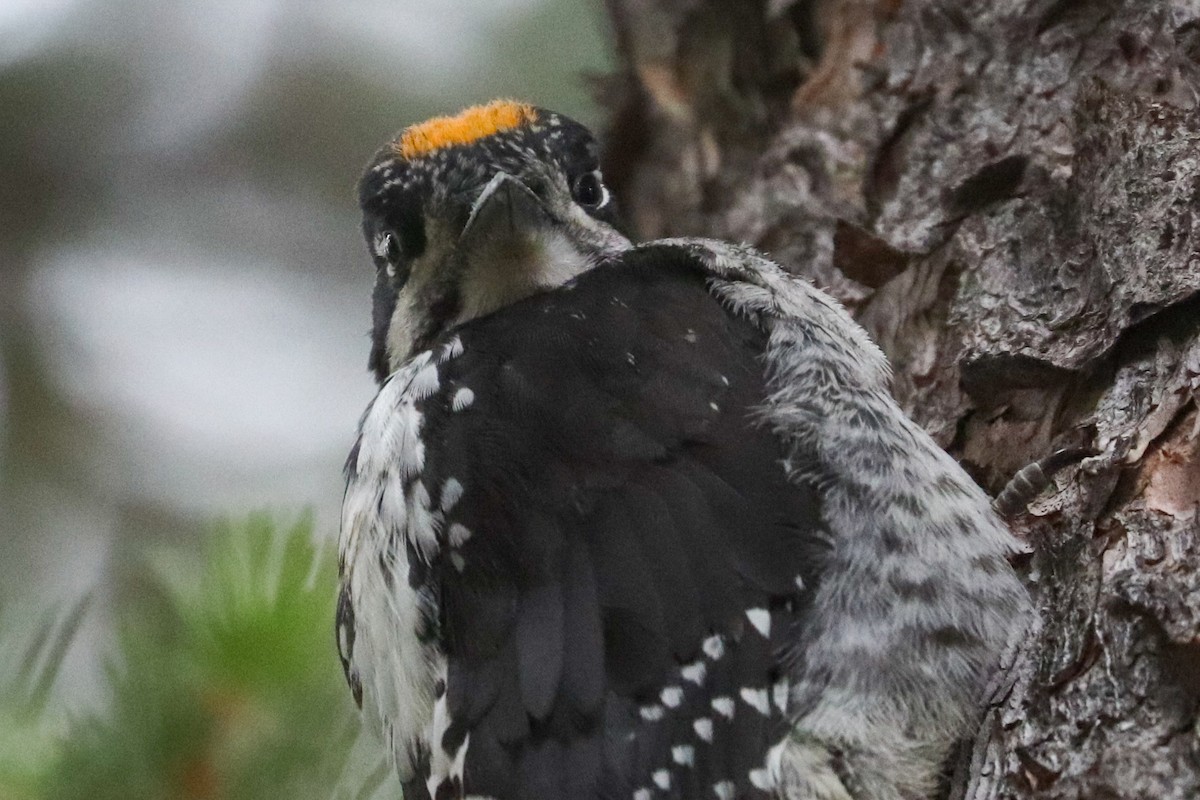 American Three-toed Woodpecker (Rocky Mts.) - ML622148085