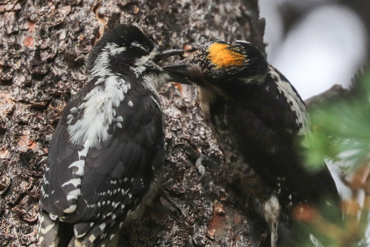 American Three-toed Woodpecker (Rocky Mts.) - ML622148086