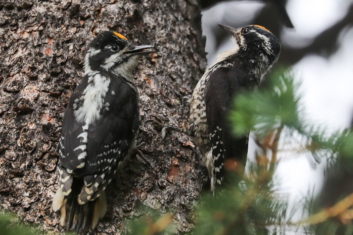 American Three-toed Woodpecker (Rocky Mts.) - ML622148087