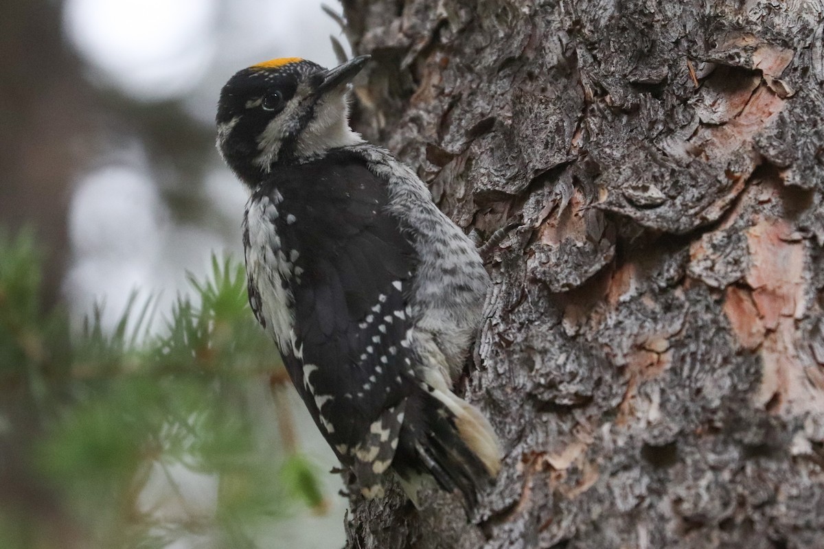 American Three-toed Woodpecker (Rocky Mts.) - ML622148088