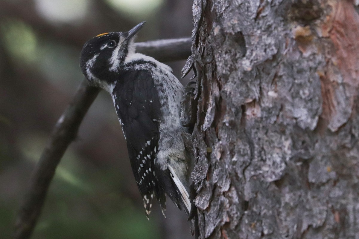 American Three-toed Woodpecker (Rocky Mts.) - ML622148089