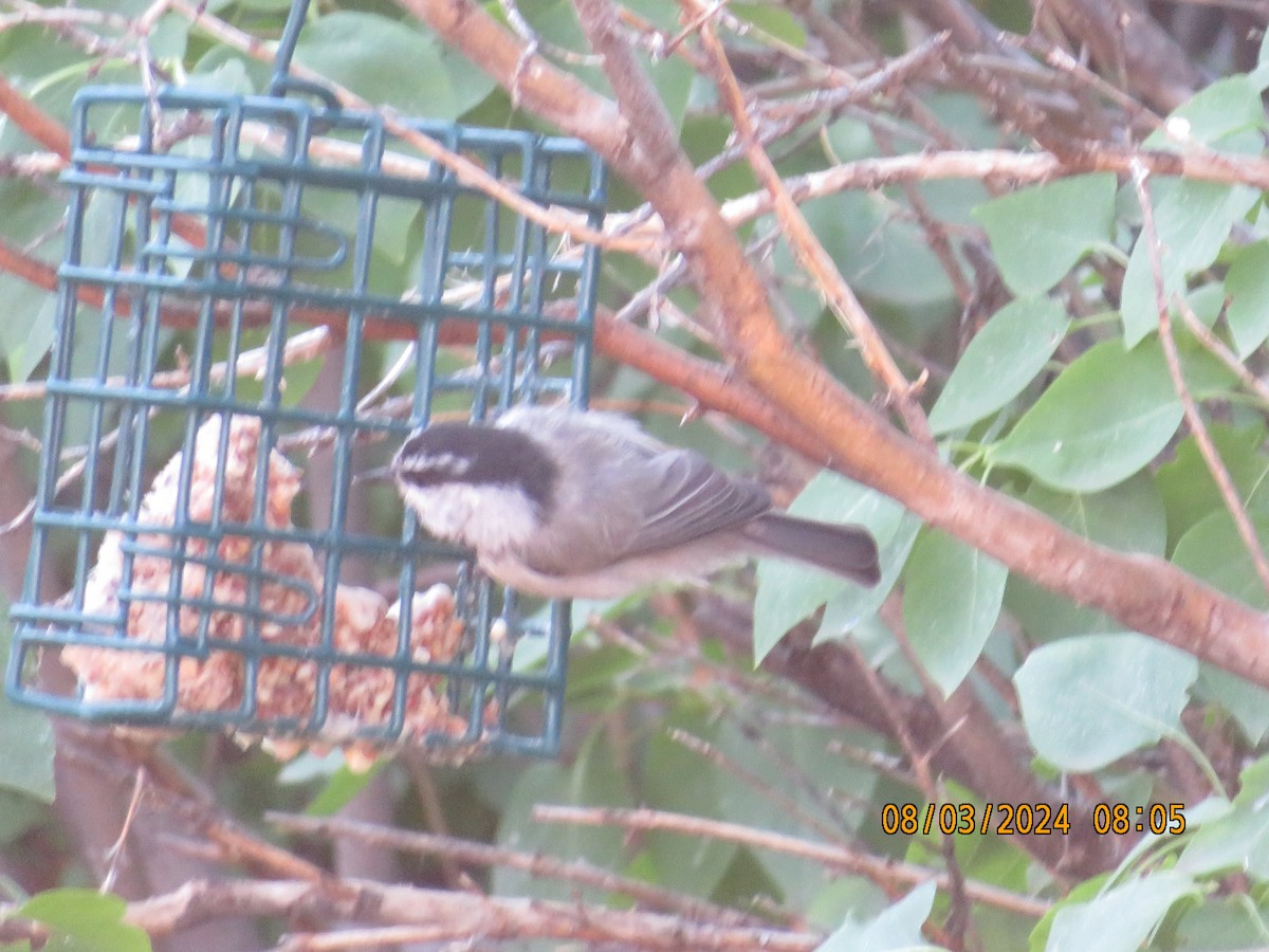 Mountain Chickadee - ML622148090