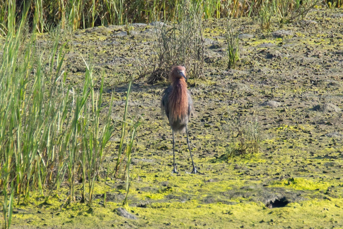 Reddish Egret - ML622148091