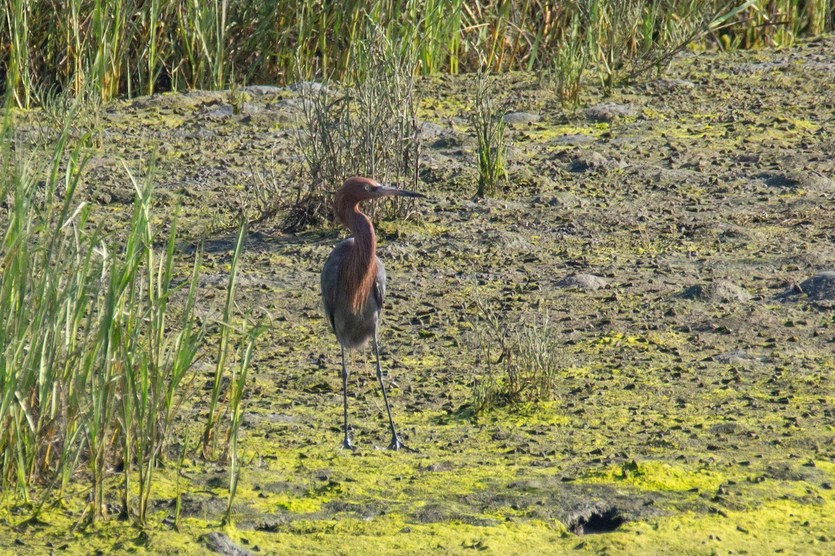 Reddish Egret - ML622148092