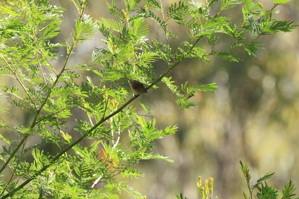 Brown Thornbill - ML622148093