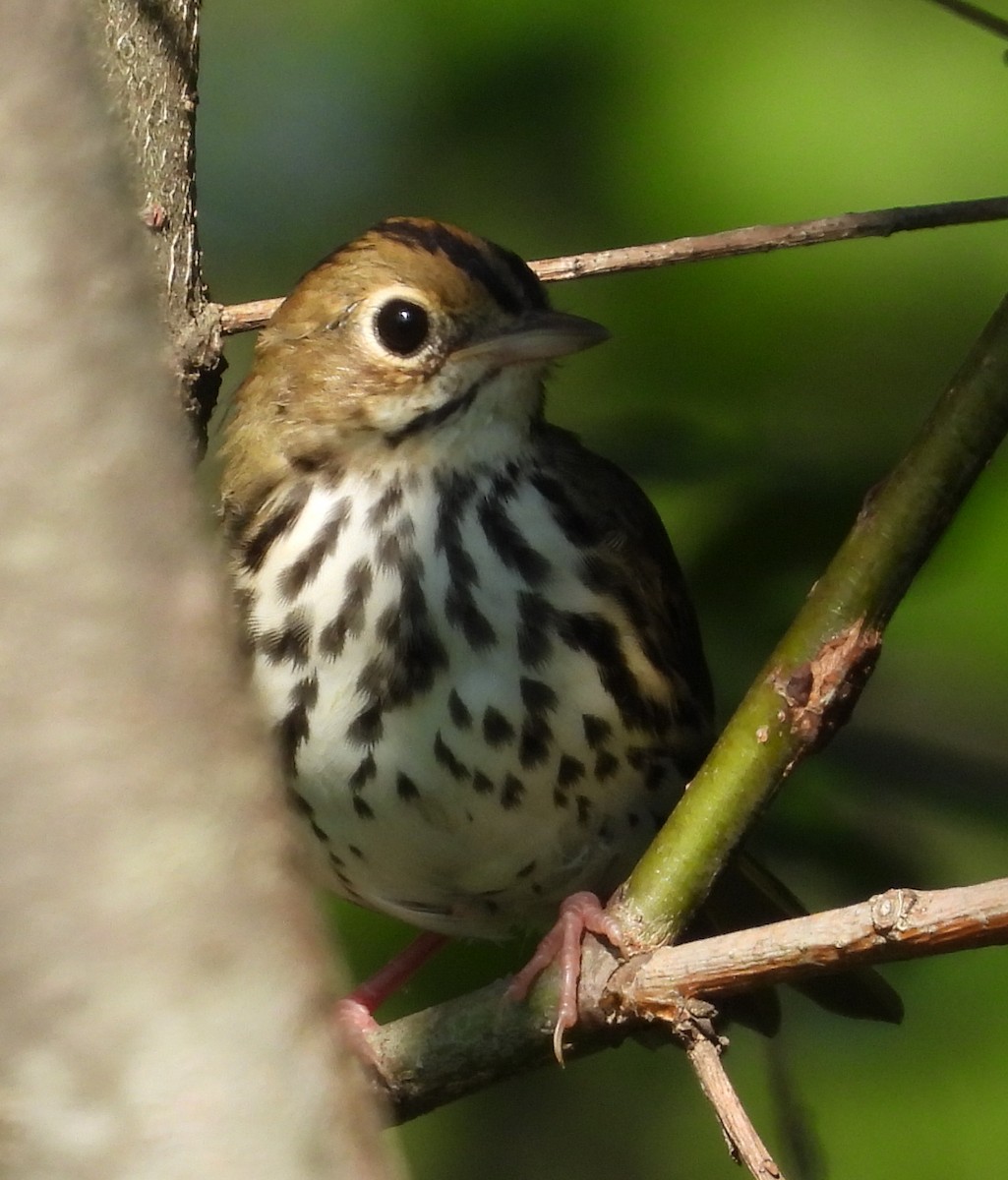 Ovenbird - ML622148095