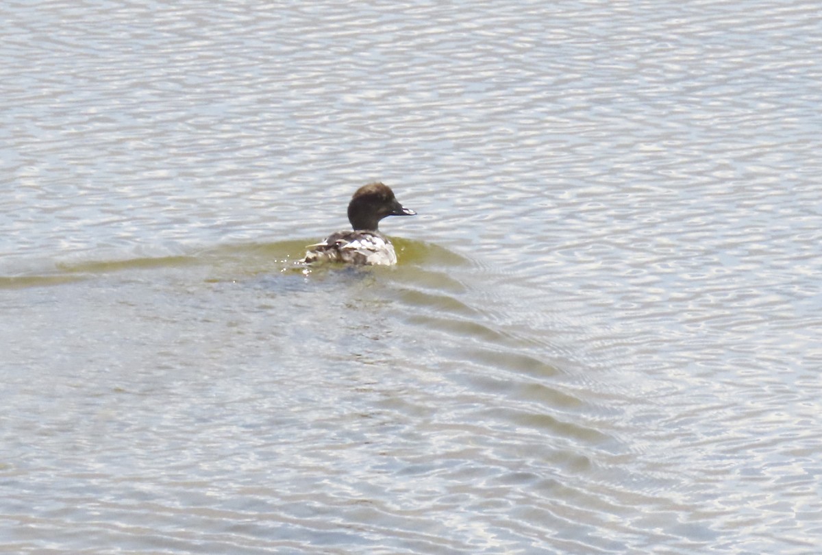 Common Goldeneye - ML622148096