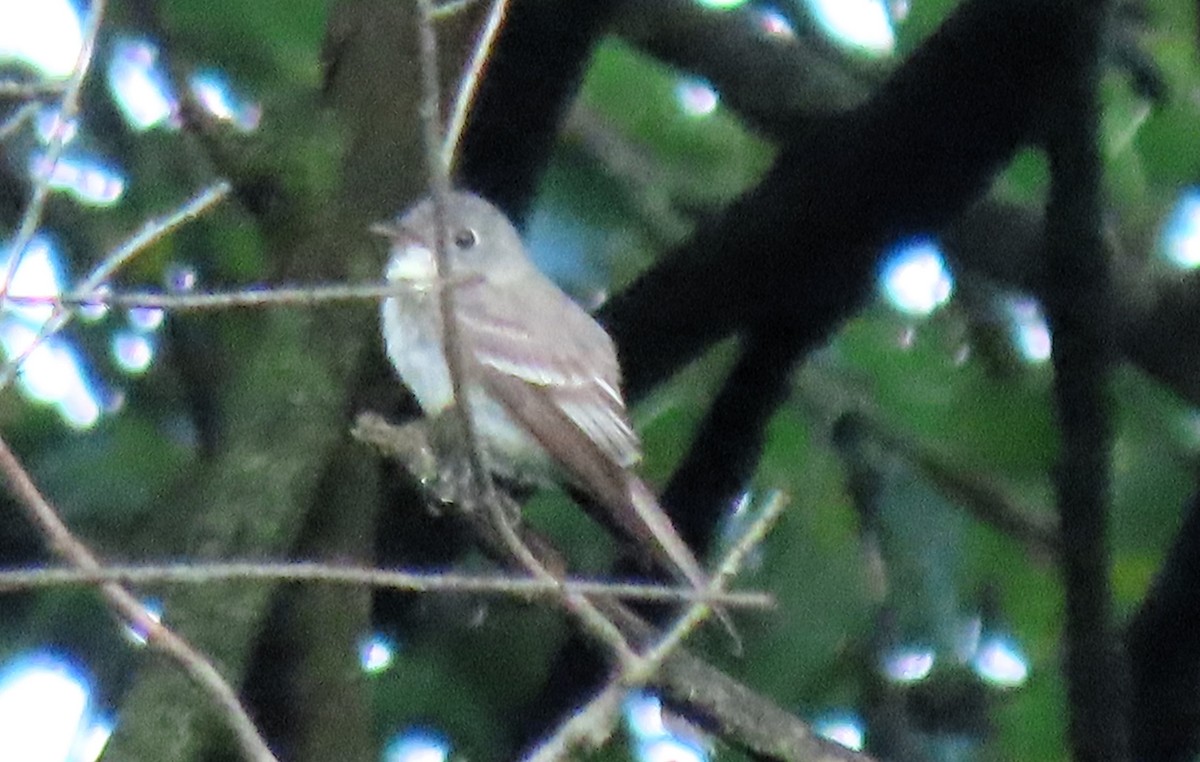 Eastern Wood-Pewee - ML622148098