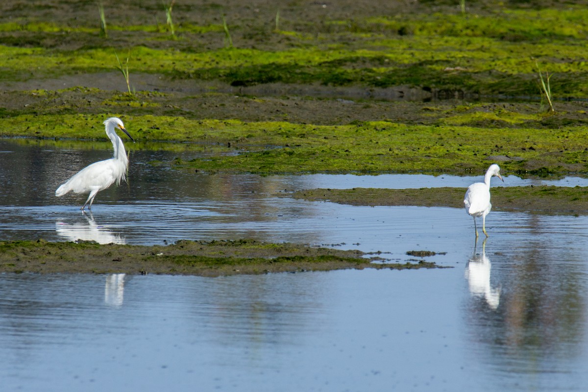 Snowy Egret - ML622148099