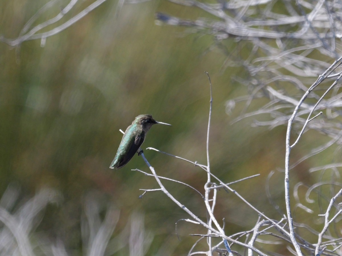 Anna's Hummingbird - Jim Colby