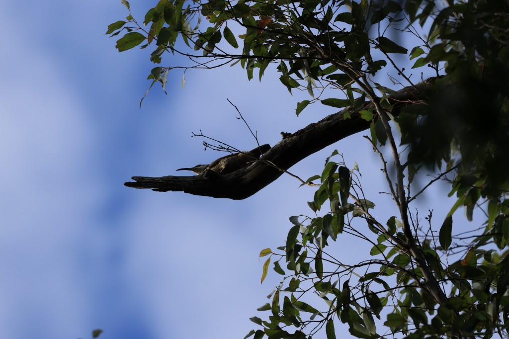 Paradise Riflebird - ML622148102