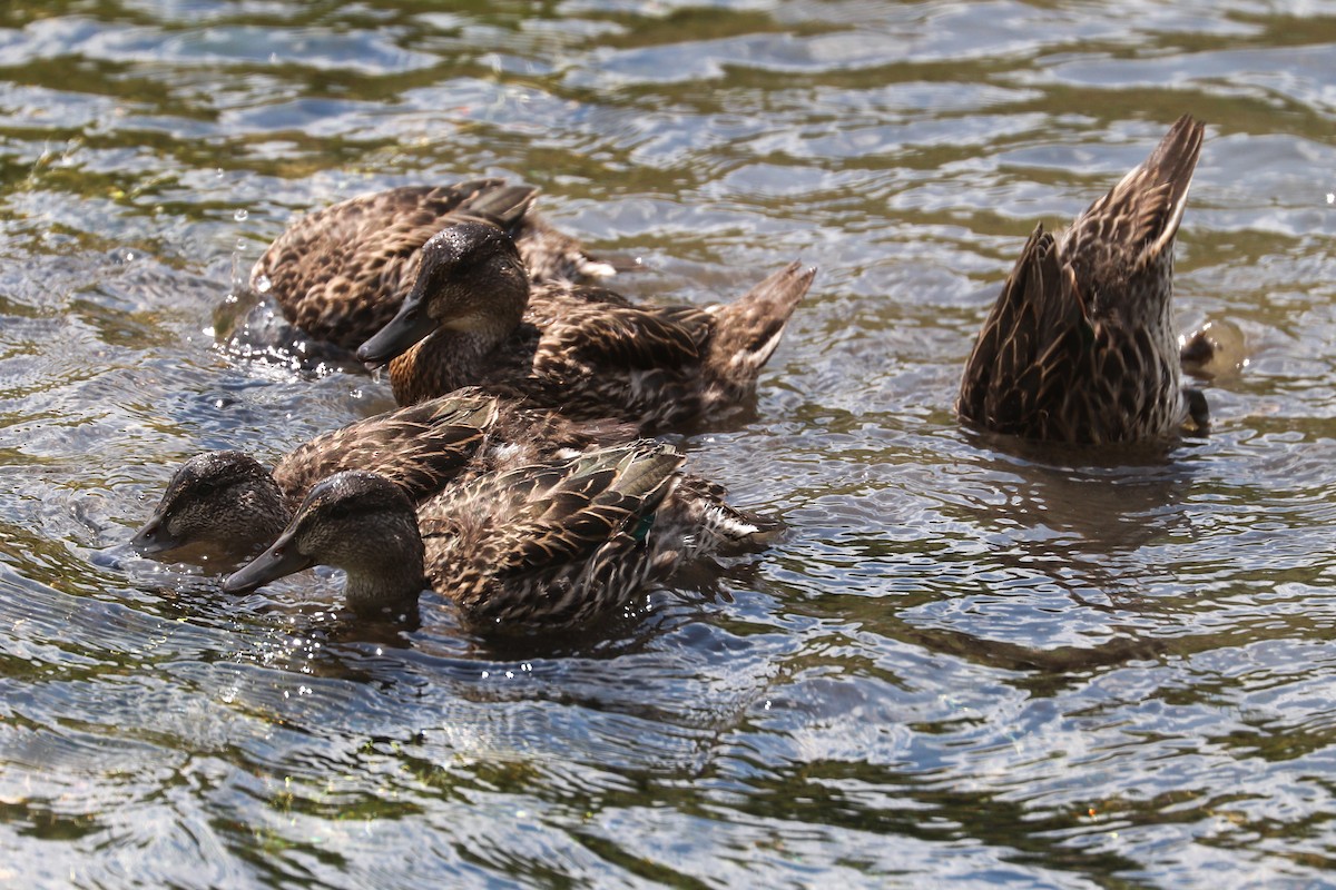 Green-winged Teal - ML622148103