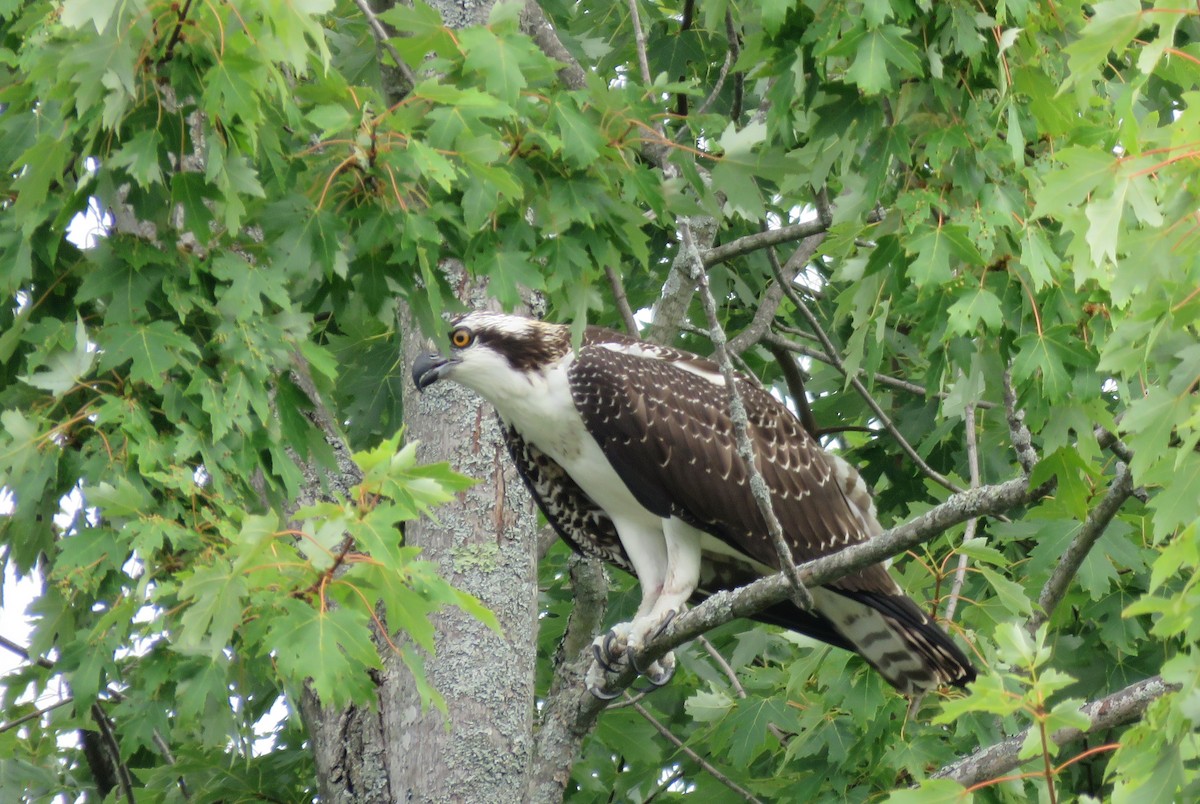 Osprey - ML622148107