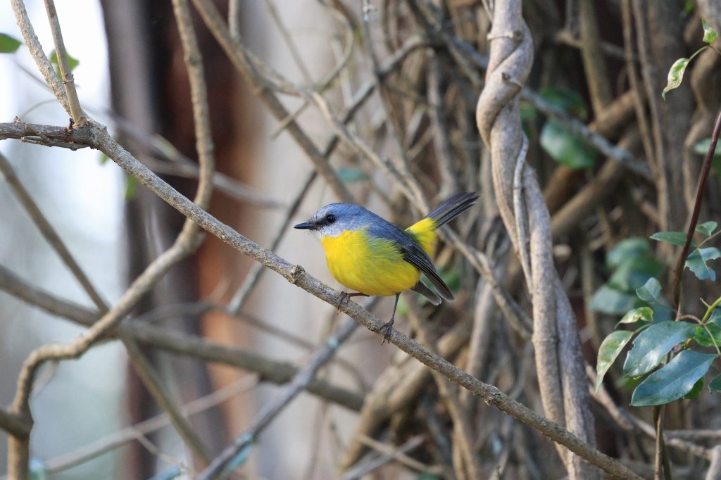 Eastern Yellow Robin - ML622148110