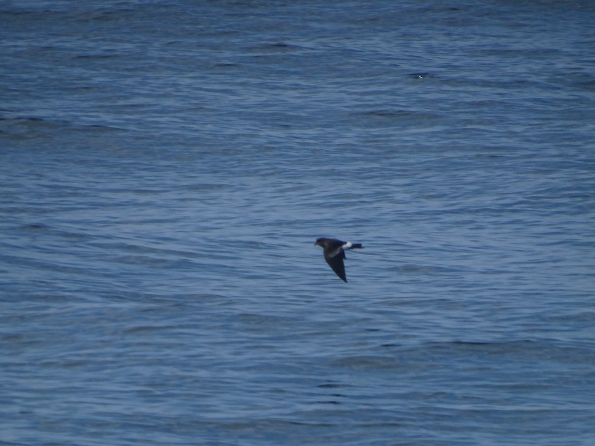 Wilson's Storm-Petrel - ML622148130