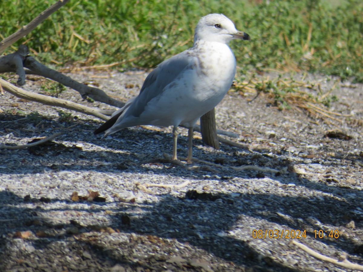 Ring-billed Gull - ML622148135