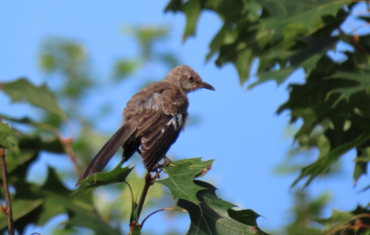 Northern Mockingbird - ML622148141