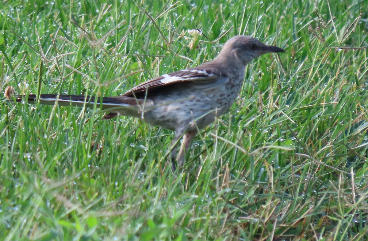 Northern Mockingbird - ML622148157