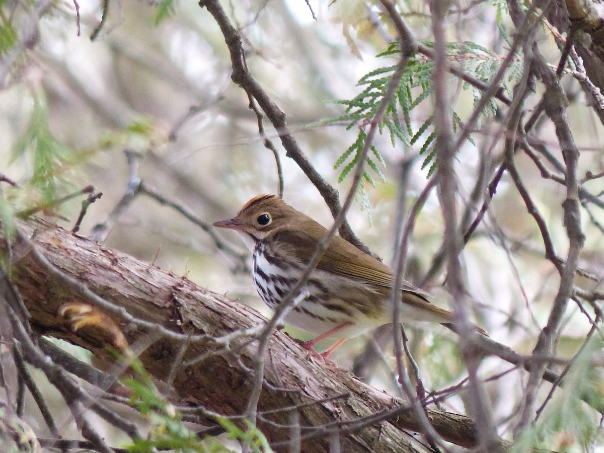 Ovenbird - ML622148158