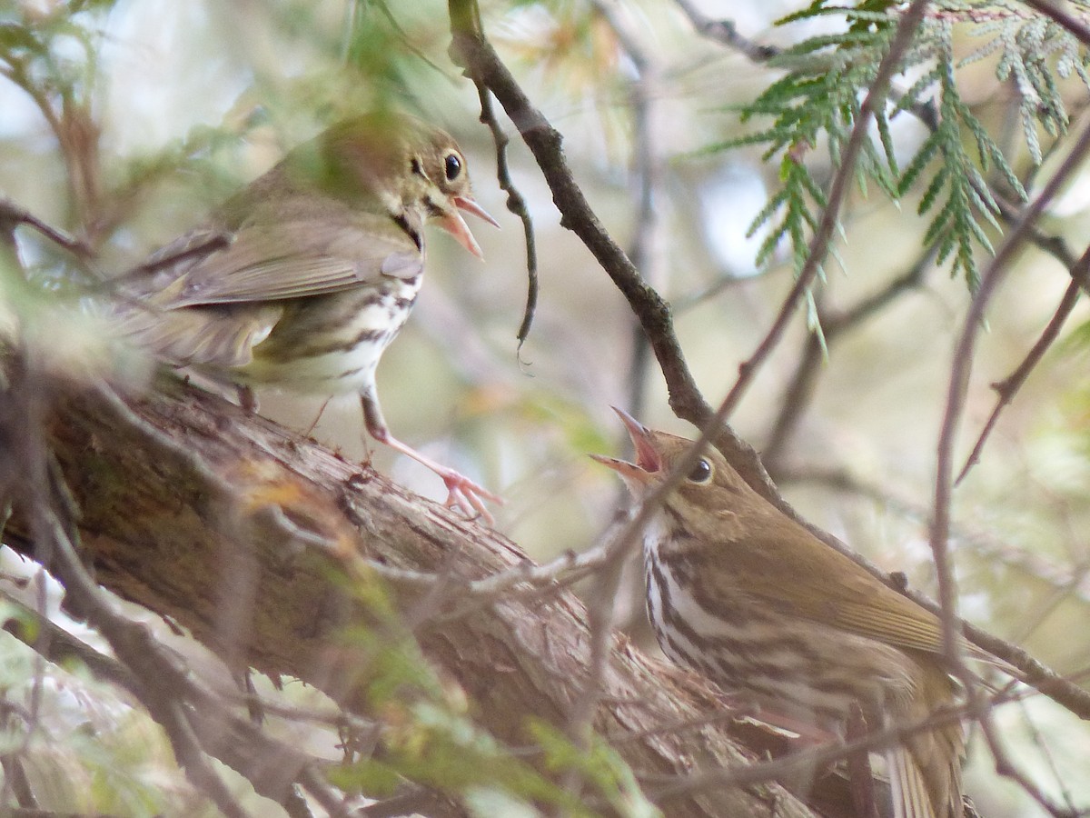 Ovenbird - ML622148159